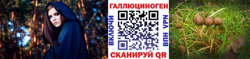 Купить где Магнитогорск Псилоцибиновые грибы мицелий